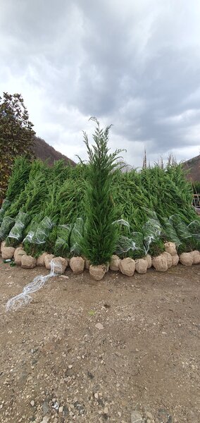 Amenajari gradini spatii verzi