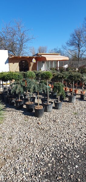 Amenajari gradini spatii verzi