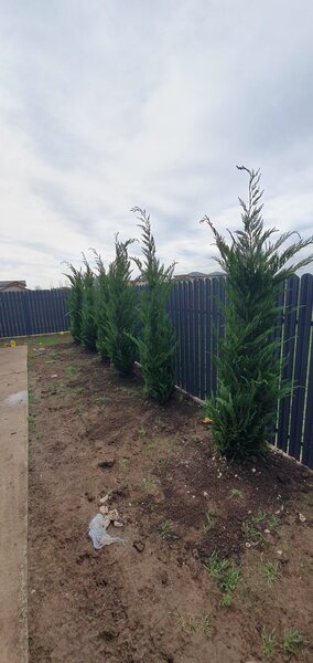 Amenajari gradini spatii verzi