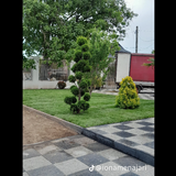 Amenajari gradini spatii verzi